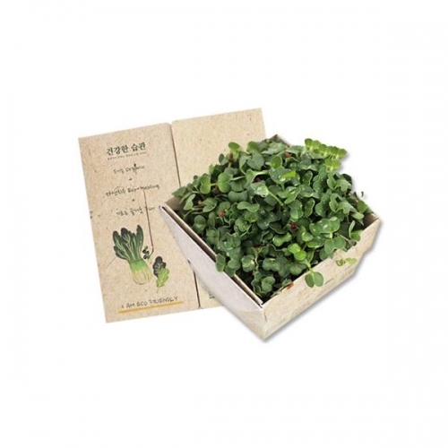 잇썸몰,셀프 식물키우기 쉬운 새싹채소