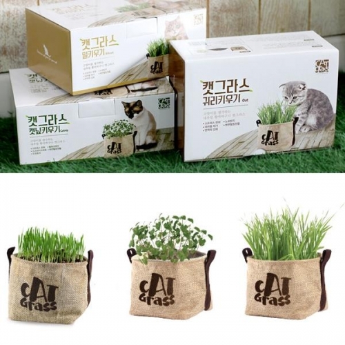 잇썸몰,고양이 식물 풀 키우기 화분 귀리