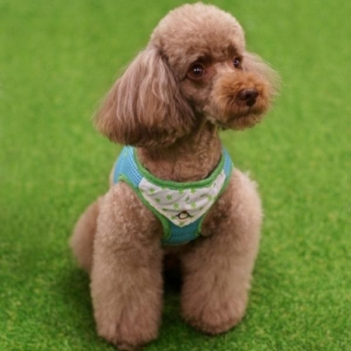 잇썸몰,패리스독 스카프 하네스_리드줄 세트 - 블루 애견용품