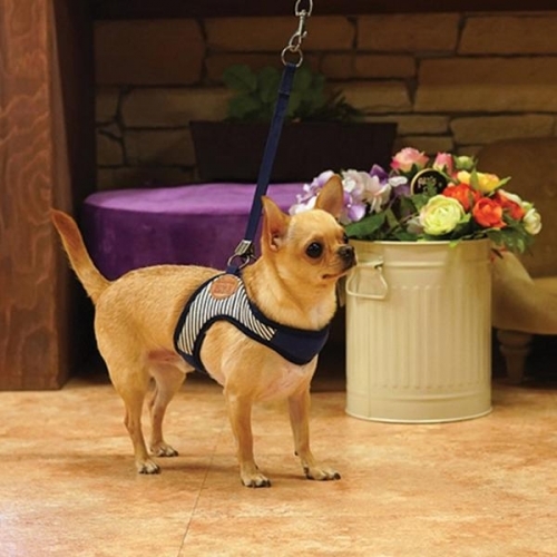 잇썸몰,패리스독 모카 스트라입 하네스 - 블루(S-L)